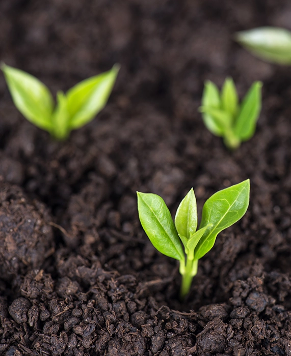 Dulac paysagiste livraison de terre végétale Saint Genis Laval Rhône
